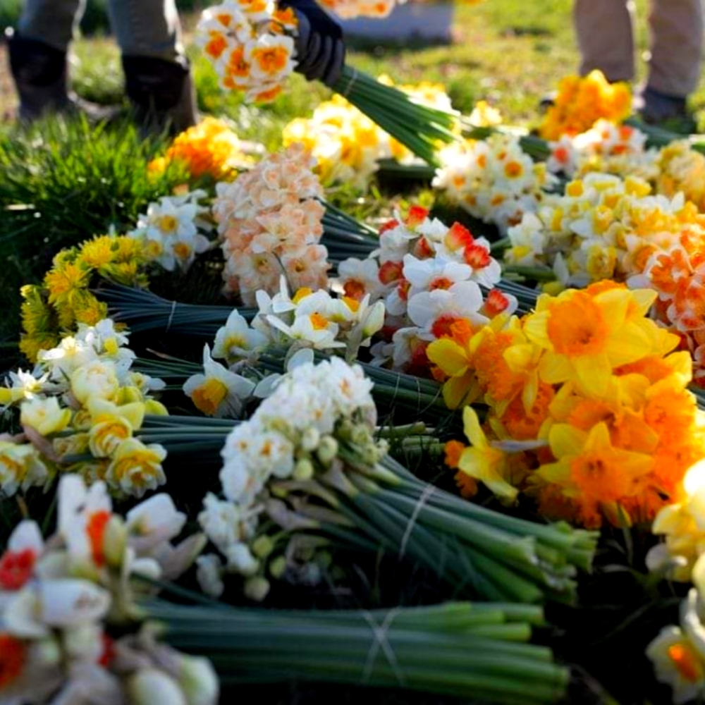 Meet your Posher, Narjes